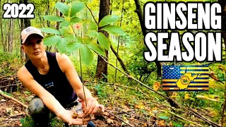 GINSENG SEASON 2022 Day#1 SEARCHING For MONSTER GINSENG In APPALACHIA