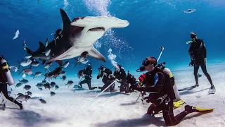 Great Hammerhead Shark Feed with Neal Watson Bimini