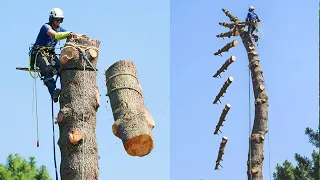 Amazing Dangerous Tree Felling Skill With Chainsaw - Wood Sawmill Machines & Wood Chipper Machines