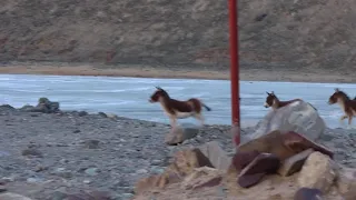 Kiang (Tibetan Wild Ass), Winter Expedition, Ladakh, India, January 2021