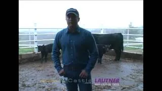 Selecting Prospect Calves