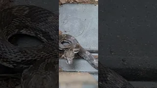 SNAKE I found in my flower soil container What is he? Now missing in my garage somewhere!