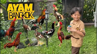 BELI AYAM BANGKOK 8 EKOR