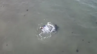 Kiteboarding with Atlantic Grey Seals at Îles de la Madeleine