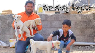 మా కుక్కలతో ఆడుకున్నాం | Maa Kukkalu | Kannayya Videos | Trends adda Vlogs