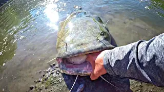 I'VE BEEN CHASING THIS CATFISH MY ENTIRE LIFE!!! (MONSTER)
