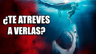 TOP 10 MEJORES PELICULAS DE TIBURONES DE TODOS LOS TIEMPOS