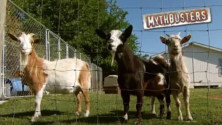 The Famous Fainting Goats | MythBusters