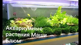 Аквариумные растения Маши Блюм