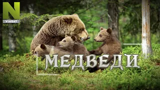 Как выживают Медведи?! Удивительная природа, дикие животные. #Документальный фильм. Viasat Nature