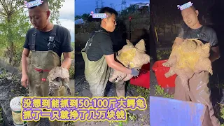 花5500包下一个10 年前养过鳄龟和甲鱼的鱼塘，没想到能抓到50-100斤大鳄龟，抓了一只就挣了几万块钱