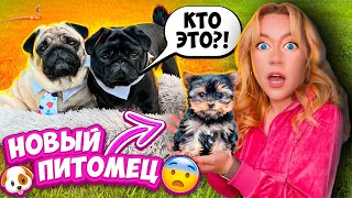 Мопсы В ШОКЕ😨НОВАЯ СОБАКА в Доме!🐶 ПЕРВОЕ ЗНАКОМСТВО! Едем Первый РАЗ к ГРУМЕРУ!