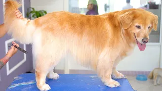 GOLDEN RETRIEVER CAN BE GROOMED? ❤️Beautiful video of Trimming & deshedding!