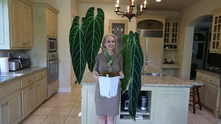 Ultimate Guide: how to grow huge Anthuriums in your home including Warocqueanum - in low humidity