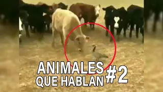 ANIMALES QUE HABLAN #2 🤣 CARLOS ROCA @carlosrocalocutor