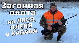 Загонная охота на ЛОСЯ, ОЛЕНЯ и КАБАНА! ПОВЕЗЛО! Кабаны вышли на меня!