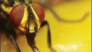 fotografia de natureza MOSCAS brazilian fauna brasileira selvagem wildlife insetos silvestres insect