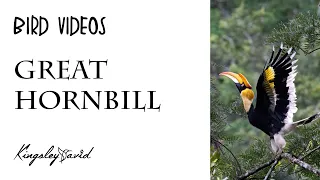 Beautiful Birds in the World | Great Hornbill | State bird of Kerala | Bird Photography