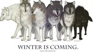 DIREWOLVES and what they are to Game of Thrones! LORE