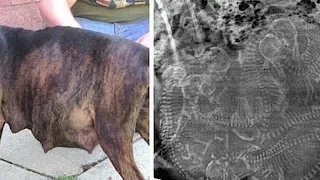 Dog Refuses to Give Birth, Vet Sees Ultrasound and Realizes He's Made a Huge Mistake