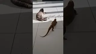 Cat and Savannah Monitor