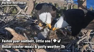 Big Bear🦅Fasten You Seatbelt, Little One!🐥💺Roller Coaster Meals & Gusty Weather🎢2022-03-13