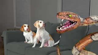 Dog Saves Puppy from Giant Snake! Funny Dogs Maymo, Potpie & Puppy Dog Indie vs Snake Invasion Prank