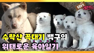 [TV 동물농장 레전드/SUB] ‘수락산 꼭대기 백구의 비밀’ 풀버전 다시보기 #TV동물농장 #AnimalFarm #SBSstory