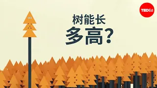 树能长多高？ - Valentin Hammoudi