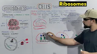 Ribosomes (Protein Making Factory) Structure and Function of Ribosomes (Detailed Series)