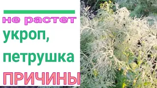 🌱❓ ПОЧЕМУ НЕ РАСТЕТ УКРОП И ПЕТРУШКА. СПРАШИВАЕТЕ - ОТВЕЧАЮ. 9 ОСНОВНЫХ ПРИЧИН