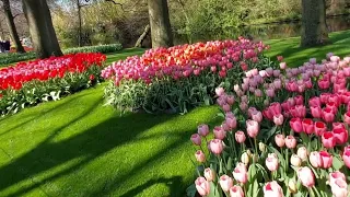 КЕКЕНХОФ.7миллионов тюльпанов, нарциссов, гиацинтов, крокусов и других цветов.