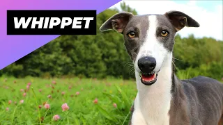 Whippet - A Great Choice for First-Time Dog Owners #shorts