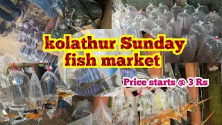 #cjdaquapro kolathur sunday fish market #kolathuraquarium #kolathurfishmarket #kolathurfish