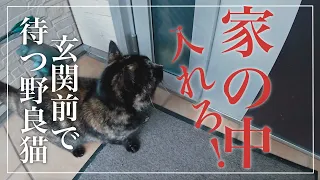 家の中に入れてくれ〜！！玄関前で待つ野良猫ちゃん