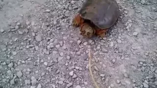 Опасная черепаха!