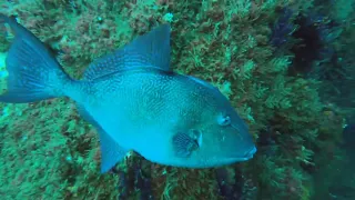 Diving the Caribsea with Olympus Dive Center