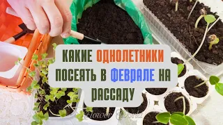 Какие однолетники посеять в феврале на рассаду🌼😊