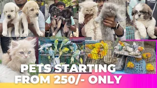 All types of pets at cheap cost #broadway #happyrider_moto