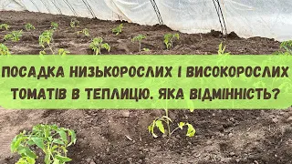 Посадка низькорослих і високорослих томатів в теплицю.  Яка відмінність?