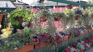 Мой цветущий двор!🌱Красота своими руками!🦋🌺 //My garden! Beauty with your hands!