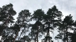 Звуки сыча в лесу