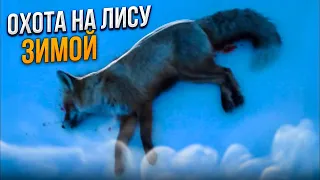 Охота на лису зимой на приваде 2021.С мр155