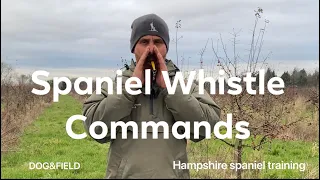 Whistle training commands working Labrador Cocker,Springer spaniel puppy gundog training tips