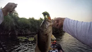 30 minutes of frog fishing on the Delta (caught 2 good ones)