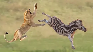 Erstaunlicher Löwe Gegen Zebra Zebra Trat Einen Stolz Des Löwen, Um Gefährten Zu Retten Löwenjagd