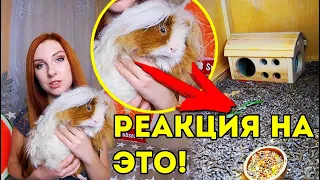 РЕАКЦИЯ на СОДЕРЖАНИЕ ПИТОМЦЕВ ПОДПИСЧИКОВ | SvinkiShow