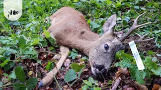 Lov Srndaća: Letnji lov Srndaća - Istočna Srbija Homolje | Epizoda 3 Roe Deer Buck Hunting Serbia