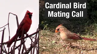 Cardinal Bird Mating Call