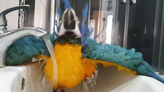 Funny parrot MACAW bathes. Funny parrot.(like a parrot George, Gregory, Natasha)